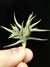 T. funebris