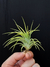 T. ionantha "Druid"