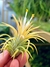 T. ionantha "Druid" - comprar online