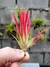 T. ionantha fuego - comprar online