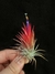 T. ionantha fuego