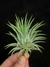 T. ionantha rubra en internet