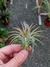 T. ionantha var. ionantha - comprar online