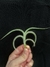 T. myosura