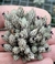 T. pedicellata - comprar online
