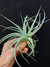 T. pohliana