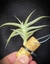 T. gilliesii var. polysticha - comprar online