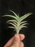 T. gilliesii var. polysticha