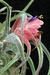 T. pruinosa - comprar online