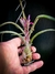 T. pseudobaileyi