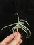 T. reichenbachii