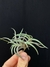 T. retorta major