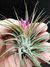 T. scaposa