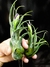 T. seleriana