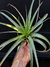 T. sphaerocephala