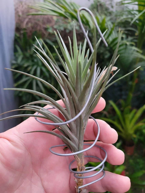 T. tenuifolia