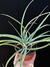 T. capitata en internet