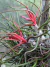 T. bulbosa - comprar online