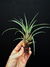 Vriesea poenulata - comprar online