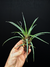 Vriesea poenulata