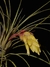 Vriesea poenulata en internet