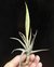 T. xiphioides - Artillandsia