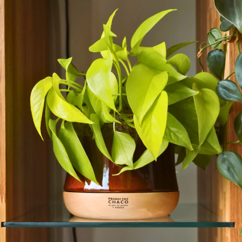 MACETA PIRUCHA (Coleccion Elemental)