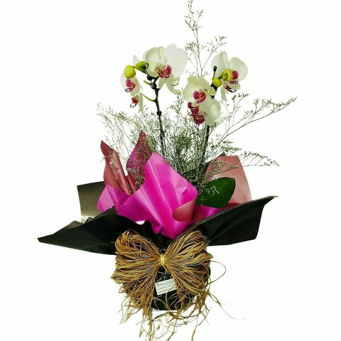 Orquídea Phalaenopsis no poly