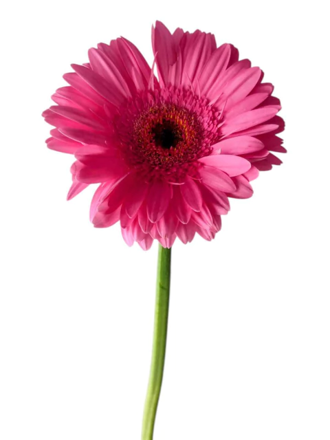 Flor de corte Gerbera Unidade ( Retirada na Loja) - comprar online