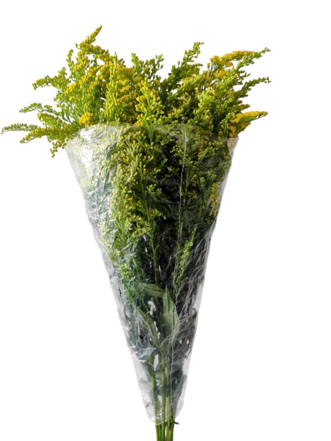 Flor de corte Tango Pacote ( Retirada na Loja )