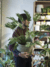 Philodendron Xanadú grande - comprar online