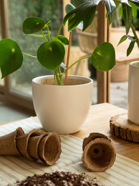 Macetas ORIENTE con plato
