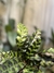 Calathea lancifolia - comprar online