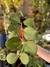 Hoya obovata - comprar online