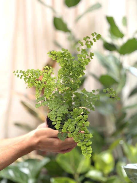 Adiantum / Culandrillo #02