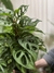 Monstera adansonii en tutor - comprar online