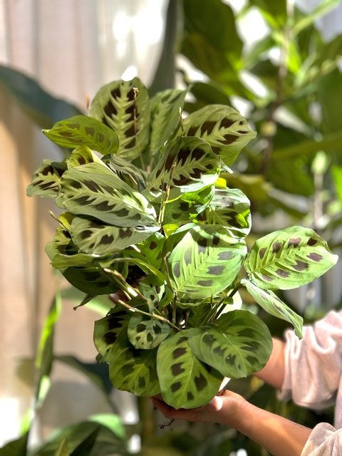Maranta kerchoviana
