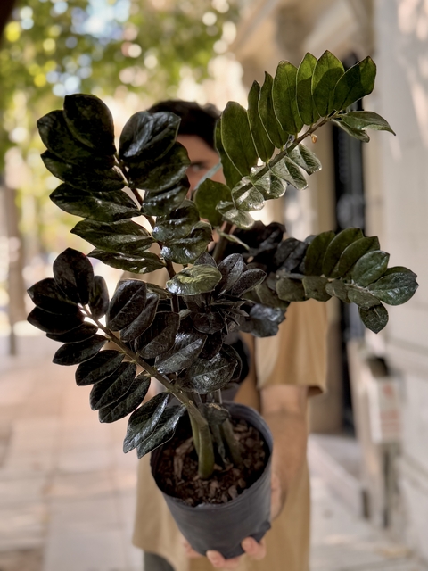 Zamioculcas zamiifolia black raven grande