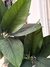 Spathiphyllum sensation - comprar online