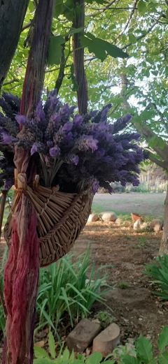 Kit Solsticio + gua sha - tienda online