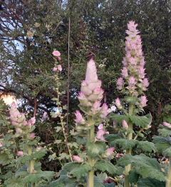 Semillas de Salvia Sclarea
