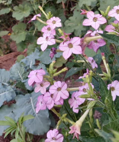 Semillas de Nicotiana Mutabilis - comprar online