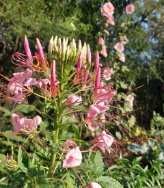 Semillas de Cleome Rosa