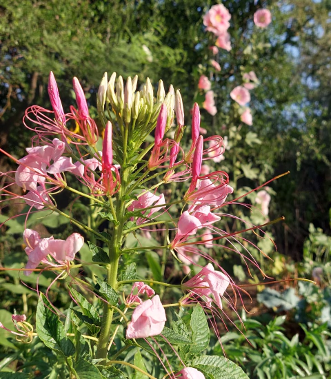 Semillas de Cleome Rosa