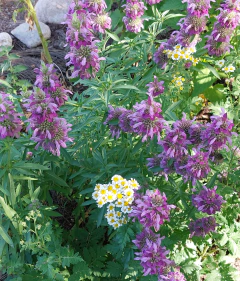 Semillas de Monarda Citriodora