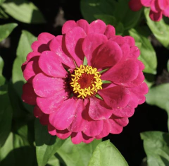 Semillas de Zinnia