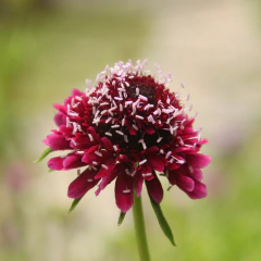 semillas de Scabiosa Astropurpurea