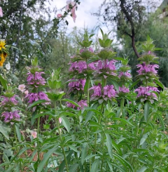 Semillas de Monarda Citriodora - comprar online