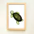 Cuadro Serie Mar Tortuga