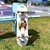 SHAPE MAPLE ORIGINAL G C/LIXA GRIZZLY - NB SKATESHOP 